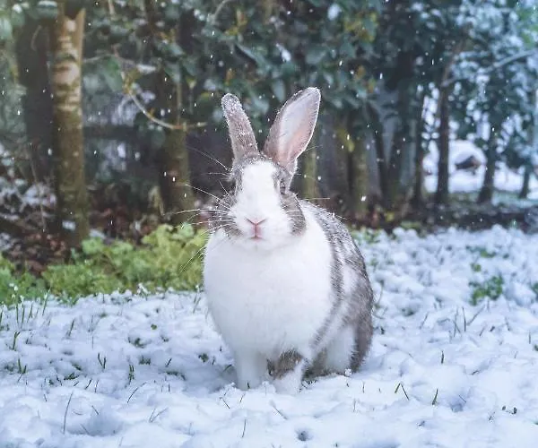 Летний дом El Manantial Del Fresno - Casas Rurales En Hervas Хервас