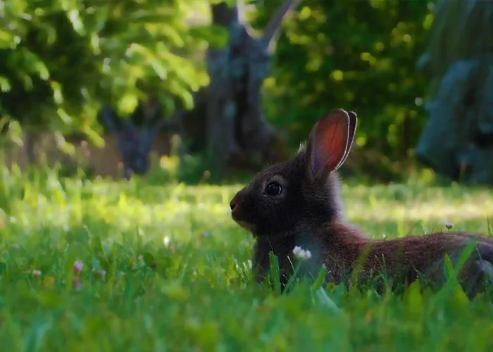 El Manantial Del Fresno - Casas Rurales En Hervas Летний дом Хервас